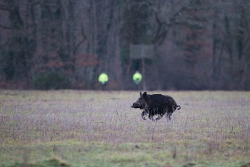 Alcoolémie en action de chasse et de destruction