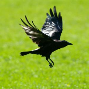 DESTRUCTION A TIR CORBEAUX FREUX, CORNEILLES NOIRES ET PIGEONS RAMIERS 2025