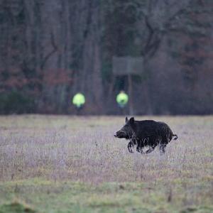 Alcoolémie en action de chasse et de destruction