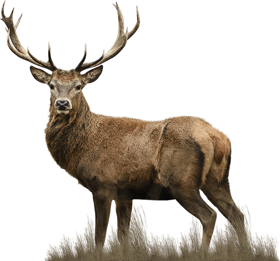 Fédération départementale des chasseurs de l'Yonne